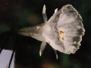 bulbocodium Fyno